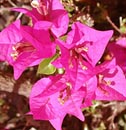 Bougainvillia blossoms, San Miguel de Allende