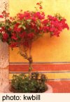 Yellow Wall with Bougainvillea in San Miguel de Allende