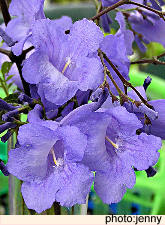 Jacaranda blossoms in San Miguel de Allende