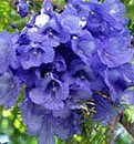 Jacaranda Blossoms, San Miguel de Allende