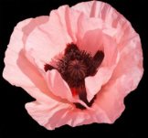 pink poppy