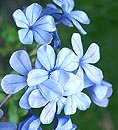 Plumbago Blossoms