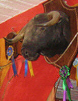 A stuffed bull greets you on entering Restaurant Ole Ole, San Miguel de Allende