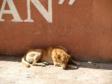 Even dogs take siestas in San Miguel de Allende