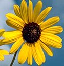 wild sunflower